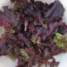 lettuce, RUBY RED LEAF, salad greens, 370 seeds! lettuce, RUBY RED LEAF, salad greens, 370 seeds!