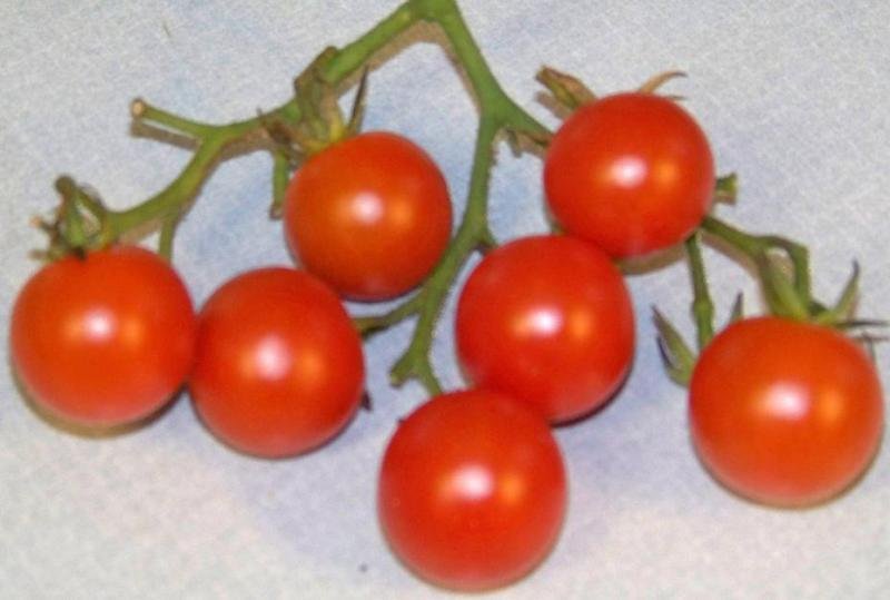 tomato, CHERRY RED, small 1 oz fruit, 100 SEEDS!
