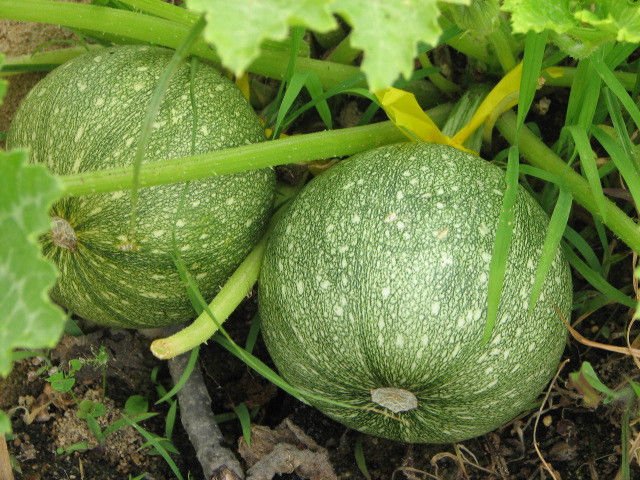 squash, ZUCCHINI, ROUND summer squash, 16 seeds!