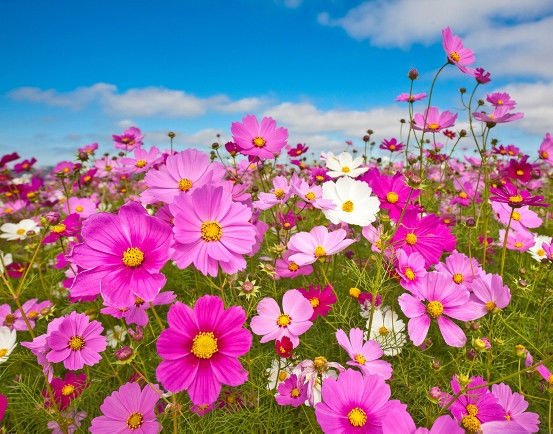 cosmos, SENSATION COSMOS, 50 seeds!