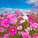cosmos, SENSATION COSMOS, 50 seeds!