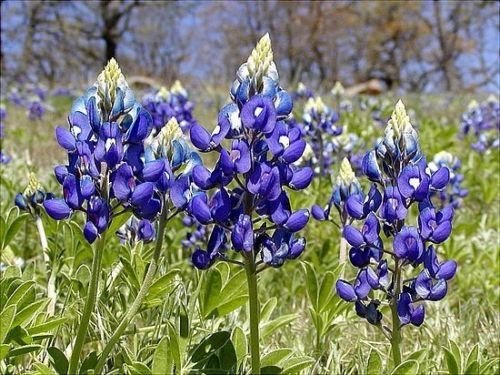 bluebonnet, texas, TX STATE FLOWER, blue, 15 seeds!