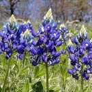 bluebonnet, texas, TX STATE FLOWER, blue, 15 seeds!