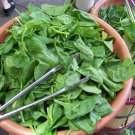 spinach, BLOOMSDALE LONG STANDING, 230 seeds!