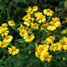 sneezeweed, HELEN'S FLOWER, yellow flower sneeze weed, 320 seeds!