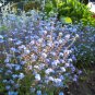forget-me-not, CHINESE BLUE flower, 90 seeds!