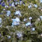 forget-me-not, CHINESE BLUE flower, 90 seeds!