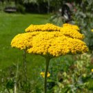 yarrow, PERENNIAL GOLD, YELLOW flower, 1380 seeds! yarrow, PERENNIAL GOLD, YELLOW flower, 1380 seeds!