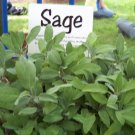 sage, PERENNIAL culinary HERB, 28 SEEDS, Seeds!