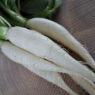 radish, WHITE ICICLE, fast growing, 425 seeds!