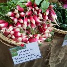 radish, FRENCH BREAKFAST RADISH, 90 seeds radish, FRENCH BREAKFAST RADISH, 90 seeds
