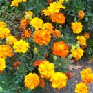 marigold, SPARKY MIX, french marigold, 50 seeds!