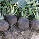 radish, BLACK SPANISH ROUND white inside, GIANT 3-4" across 50 seeds radish, BLACK SPANISH ROUND white inside, GIANT 3-4" across 50 seeds