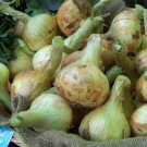 onion, SWEET SPANISH YELLOW, 65 seeds!