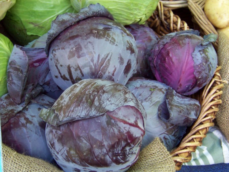 cabbage, RED ACRE PURPLE CABBAGE, 93 seeds!