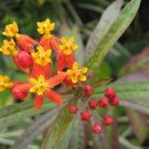 blood flower, MILKWEED, bloodflower, 45 SEEDS!