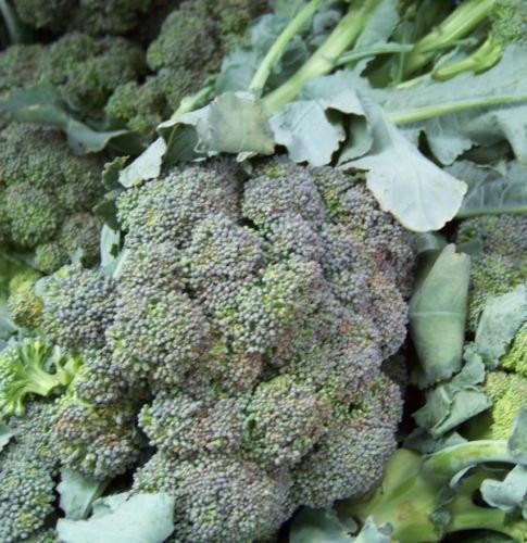 broccoli, WALTHAM BROCCOLI, 75 seeds!