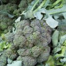broccoli, WALTHAM BROCCOLI, 75 seeds!