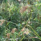 wool grass, 6' tall, POND WATER PLANT 1000 seeds wool grass, 6' tall, POND WATER PLANT 1000 seeds