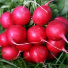 radish, CHERRY BELLE, white inside, EARLY variety, 23 DAYS, 180 seeds