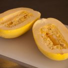 squash, SPAGHETTI winter SQUASH, vegetarian, 15 seeds!