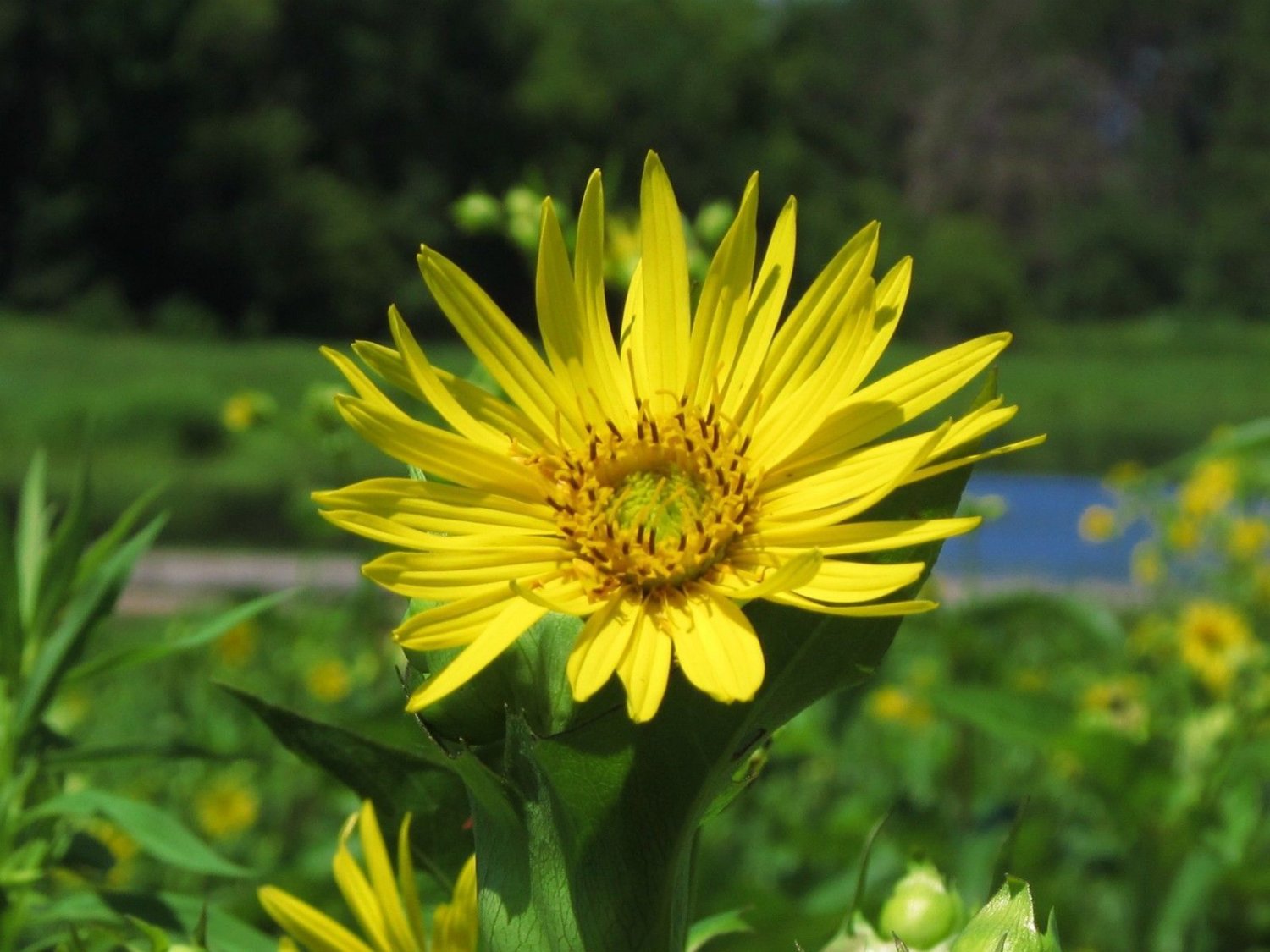 cup plant, YELLOW PERENNIAL, forms water habitat for birds, 10 seeds!