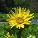 cup plant, YELLOW PERENNIAL, forms water habitat for birds, 10 seeds! cup plant, YELLOW PERENNIAL, forms water habitat for birds, 10 seeds!