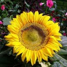 sunflower, SUNSPOT DWARF, 2 FT TALL 15 seeds! sunflower, SUNSPOT DWARF, 2 FT TALL 15 seeds!