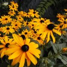 black eyed susan, CUT FLOWER, yellow, 1000 seeds! black eyed susan, CUT FLOWER, yellow, 1000 seeds!