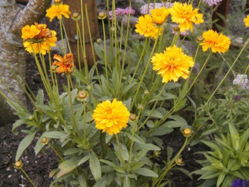 coreopsis, LANCE-LEAF, perennial, 239 seeds!