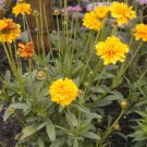 coreopsis, LANCE-LEAF, perennial, 239 seeds!