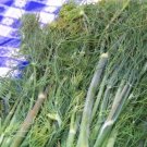dill, FRAGRANT HERB, edible flower, 315 seeds!