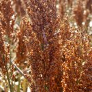 sorghum, BIRD MAGNET, 113 SEEDS!