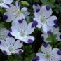 five spot, UNUSUAL, EYE-CATCHING, purple flower, 500 seeds!