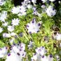 five spot, UNUSUAL, EYE-CATCHING, purple flower, 500 seeds!