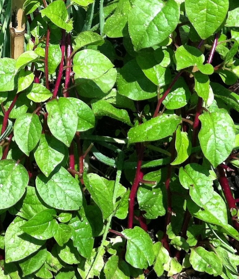 spinach vine, MALABAR RED, unusual rare plant, 5 seeds!