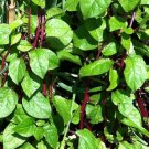 spinach vine, MALABAR RED, unusual rare plant, 5 seeds!