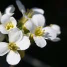 rockcress, WHITE ALPINE (Arabis Alpina), perennial flower, 115 SEEDS!