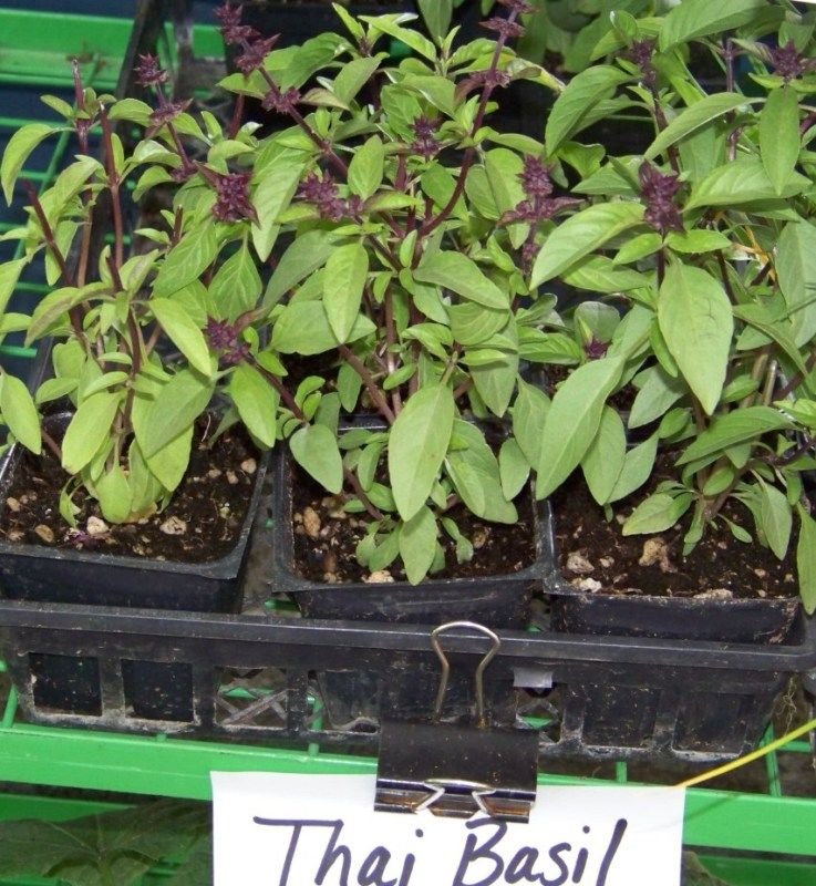 basil, THAI SPICEY BASIL, 225 seeds! herb garden fresh pesto