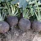 radish, BLACK SPANISH ROUND white inside, GIANT 3-4" across 160 seeds