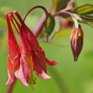 columbine, WILD RED CANADIAN, perennial flower, 20 SEEDS! columbine, WILD RED CANADIAN, perennial flower, 20 SEEDS!