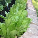 lettuce, PARRIS ISLAND ROMAINE, 875 seeds!