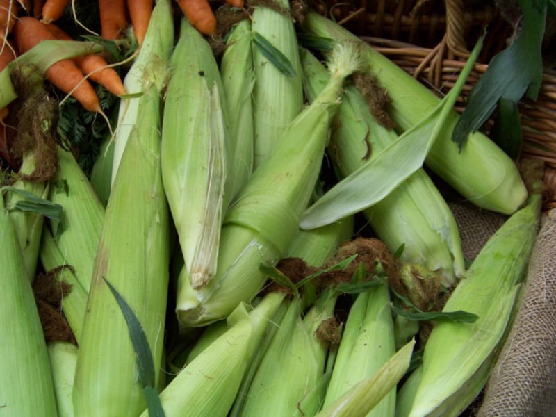 corn, SWEET, GOLDEN BANTAM, heirloom, 42 SEEDS!