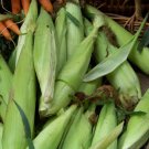 corn, SWEET, GOLDEN BANTAM, heirloom, 42 SEEDS!