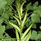 okra, CLEMSON SPINELESS, prolific, 55 SEEDS!