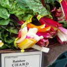 swiss chard, RAINBOW SWISS CHARD, colorful 30 seeds!