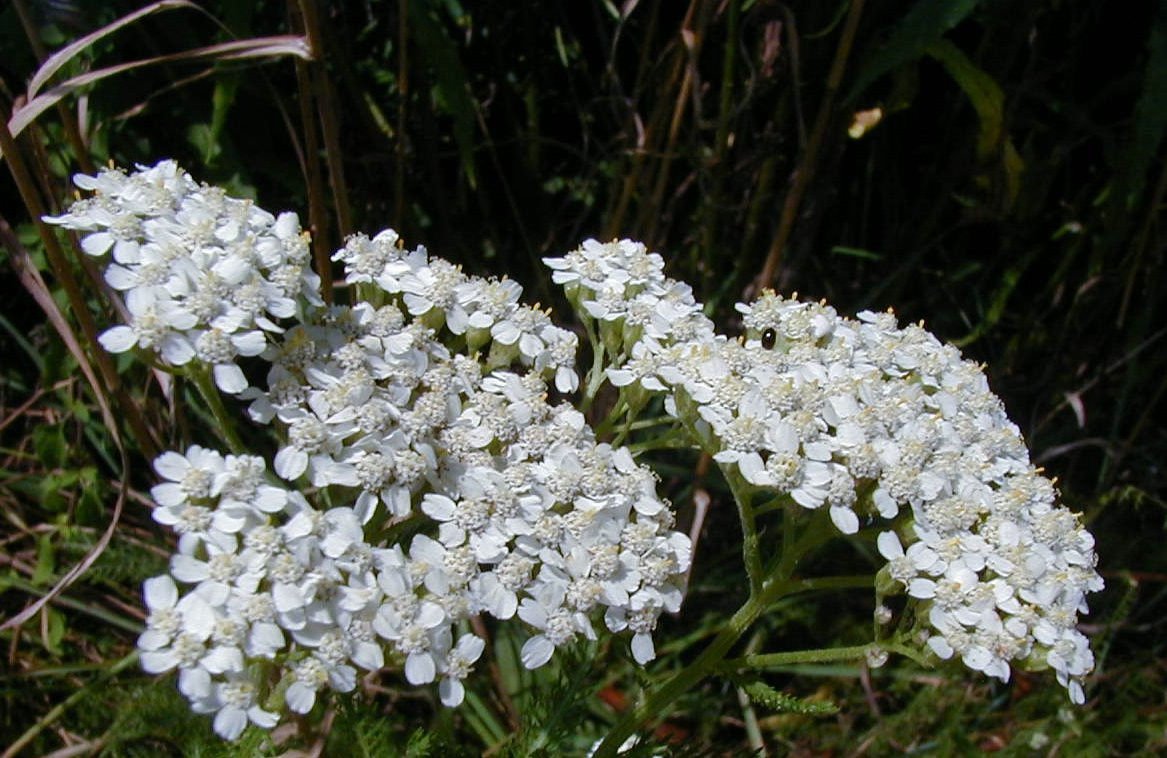 yarrow, WHITE flower, 240 SEEDS!