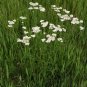 yarrow, WHITE flower, 240 SEEDS!