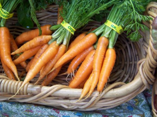carrot, DANVERS HALF-LONG, HEIRLOOM, 185 seeds!