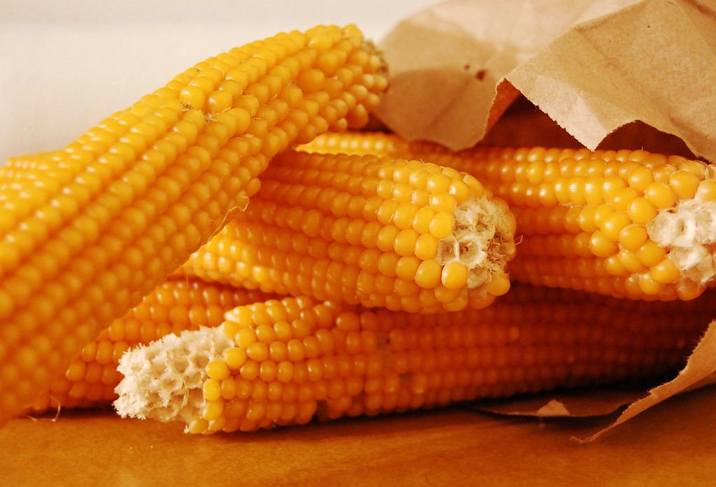 corn, POPCORN, YELLOW, pop corn, 75 seeds!